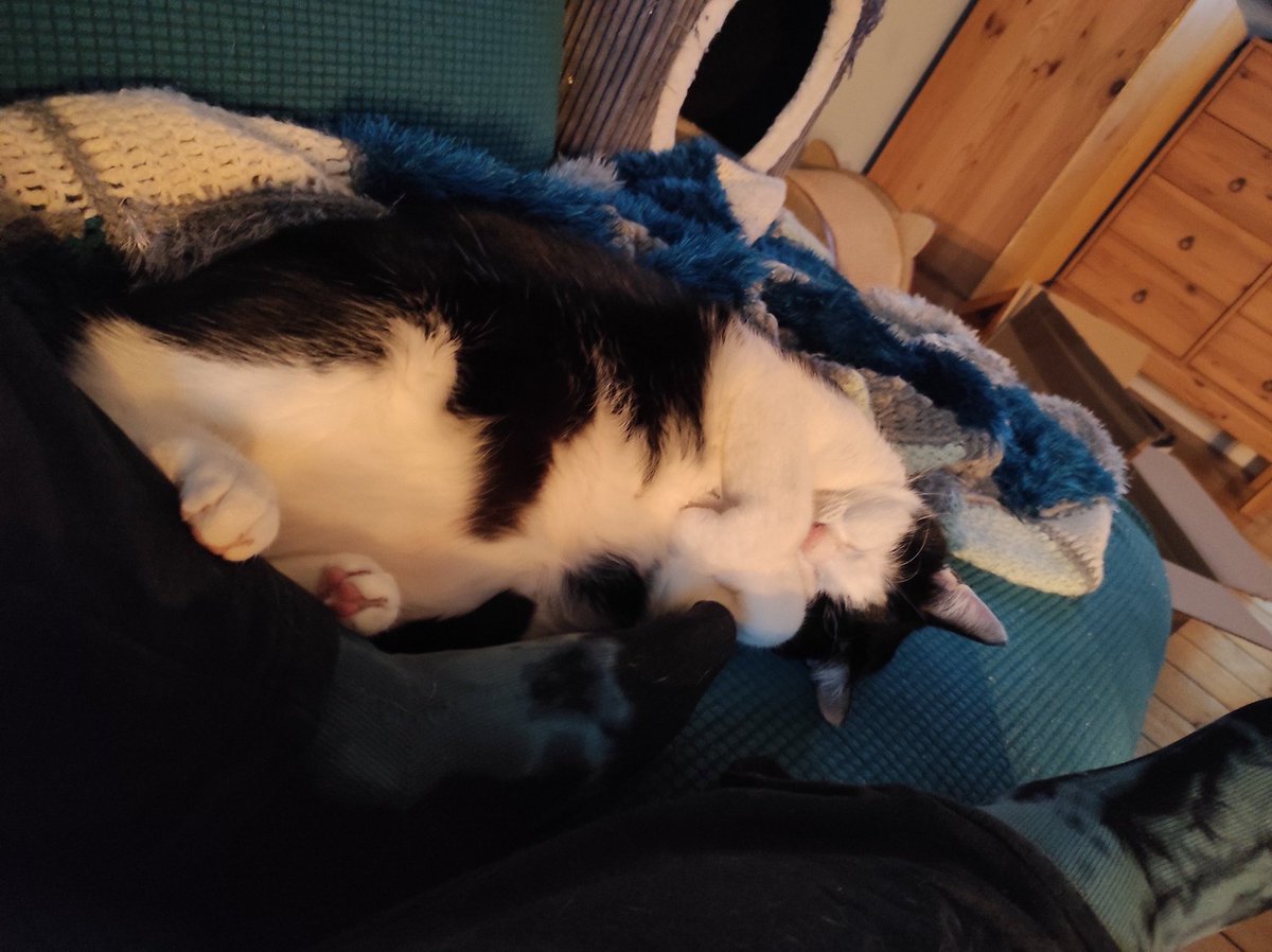 Rockkitties tweet media
