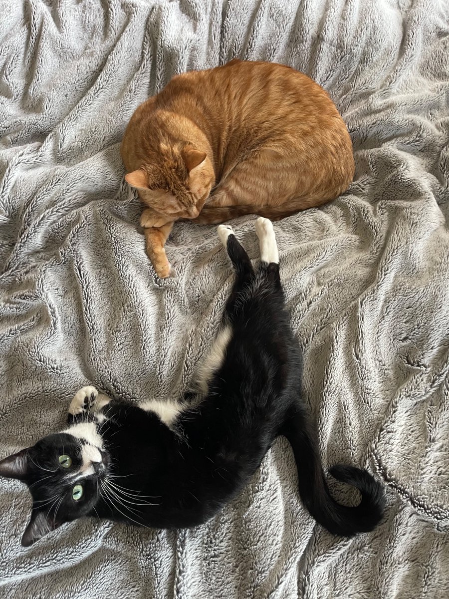 TheCh3F's tweet photo. Shapes https://t.co/5FetBrnTFz