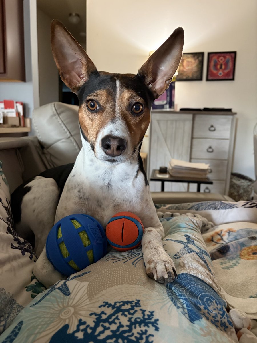 Frankie Lou🐾💖 tweet media