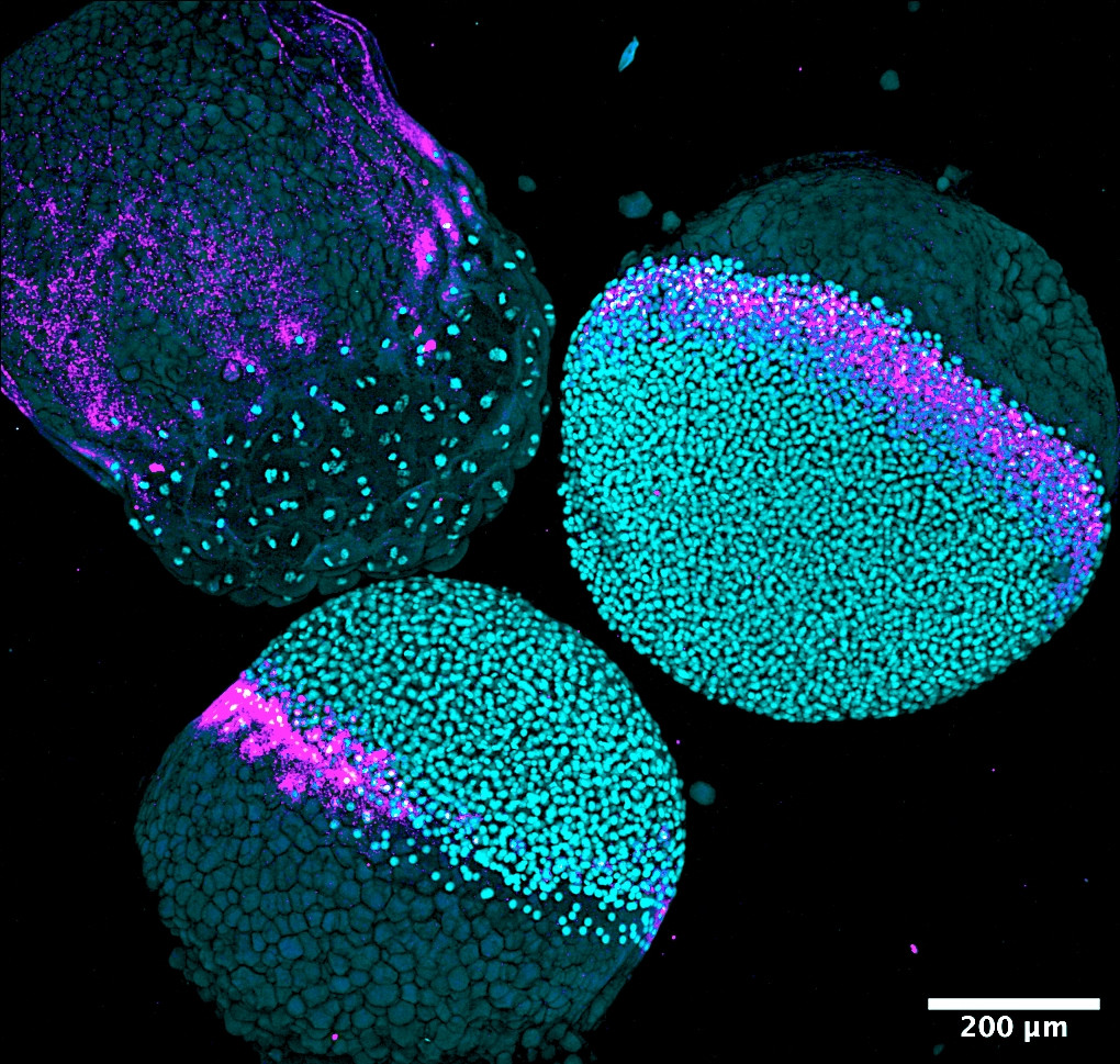 Stowers Institute tweet media