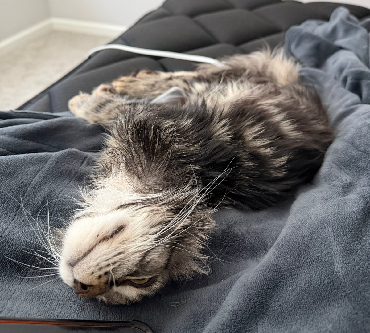 rev 😻 tweet media