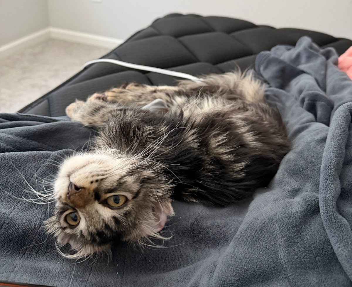 rev 😻 tweet media