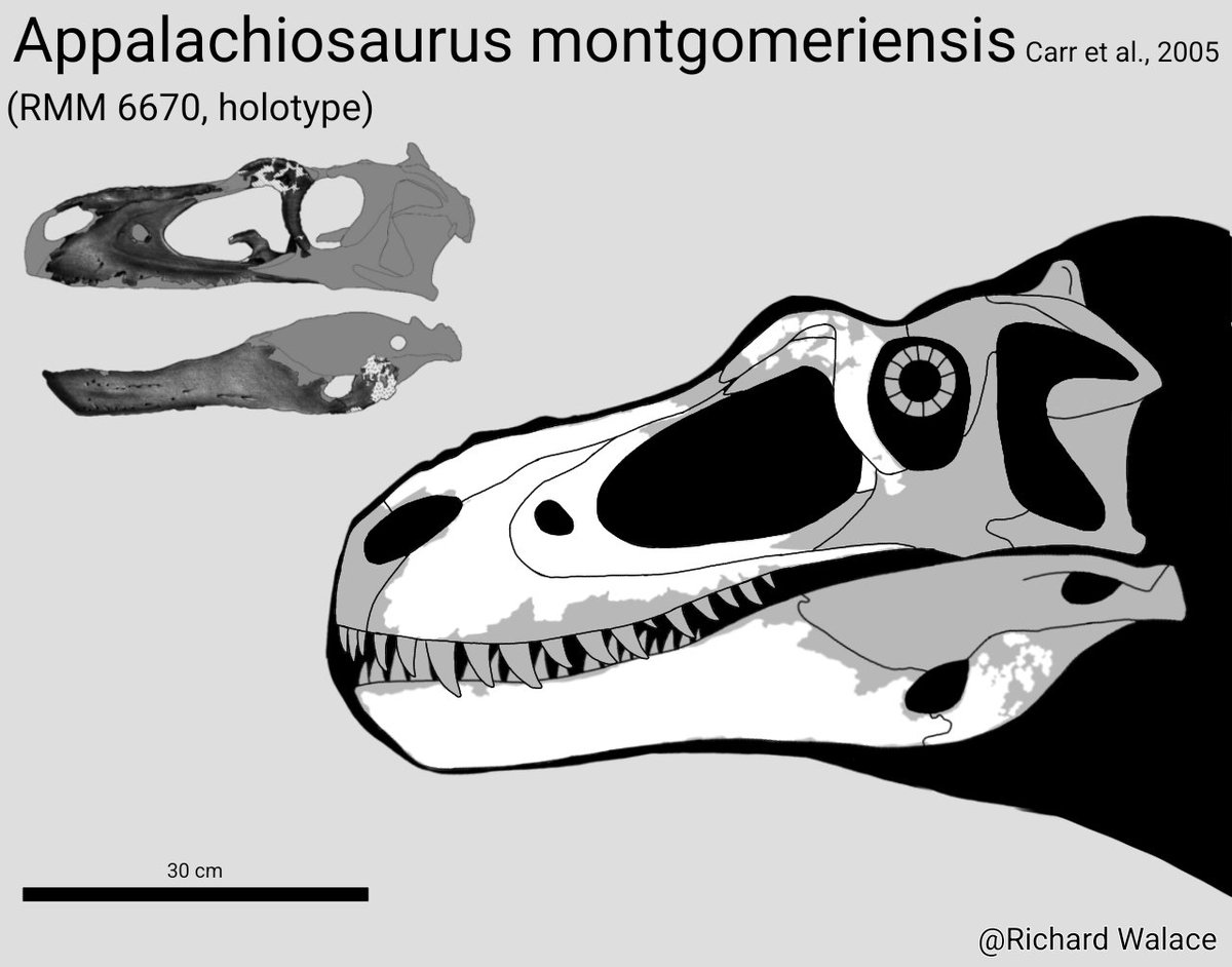 paleoarts's tweet photo. Reconstruction of the #skull of #Appalachiosaurus montgomeriensis
#paleoart #paleontology #fossil https://t.co/TIig2NJEKI