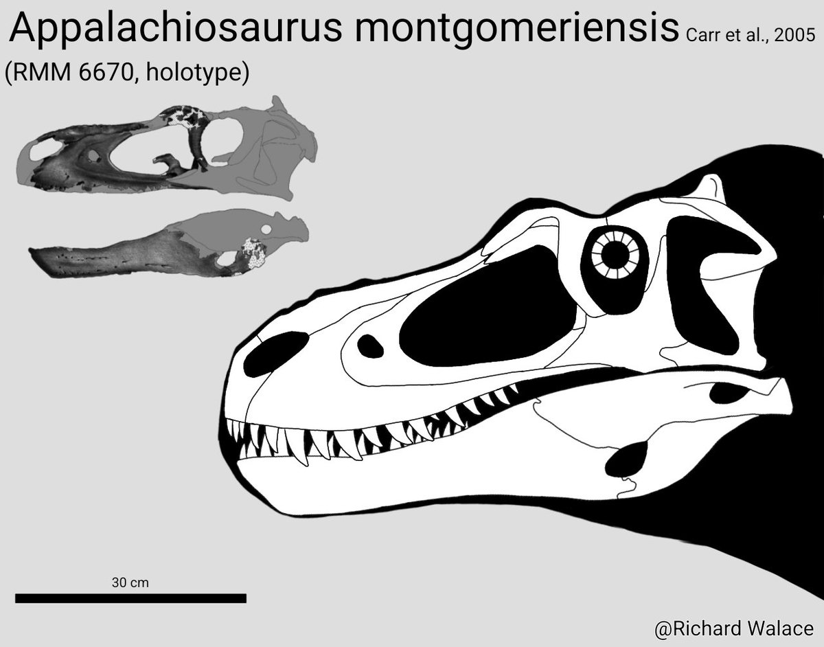 paleoarts's tweet photo. Reconstruction of the #skull of #Appalachiosaurus montgomeriensis
#paleoart #paleontology #fossil https://t.co/TIig2NJEKI