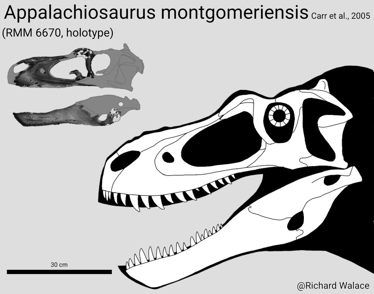 Reconstruction of the #skull of #Appalachiosaurus montgomeriensis

#paleoart #paleontology #fossil