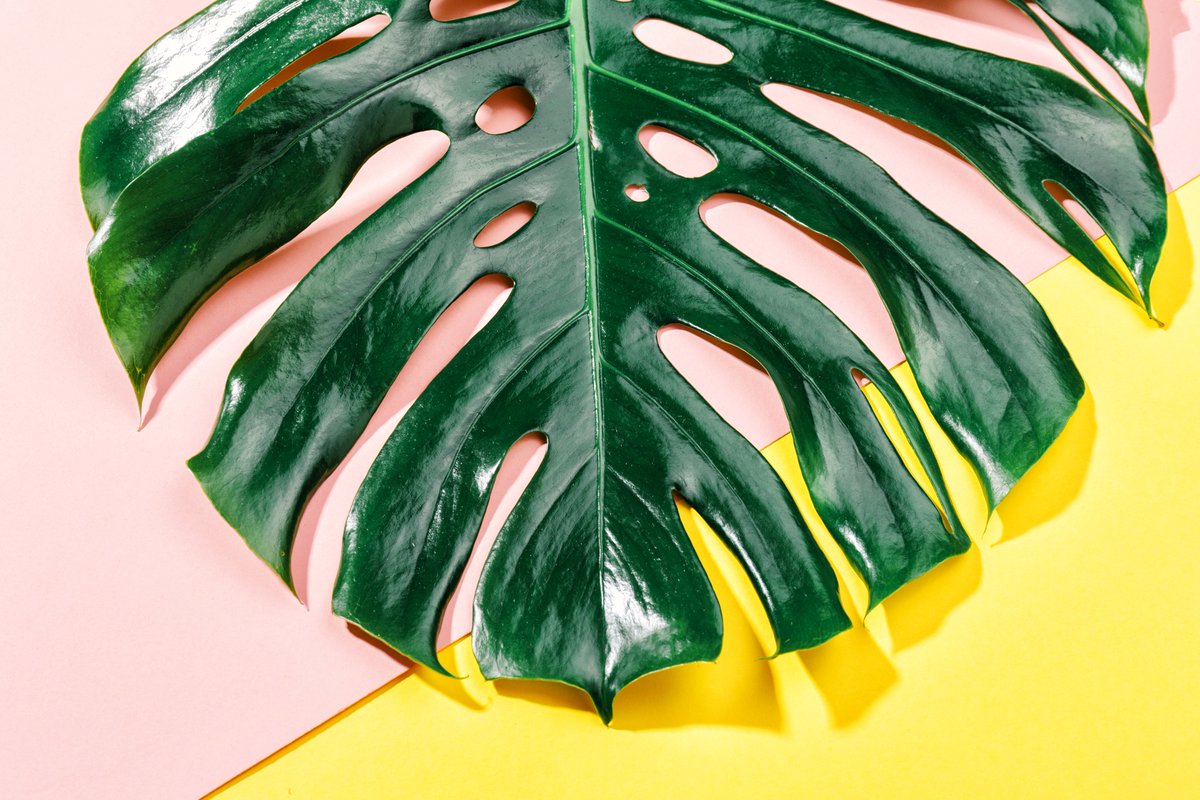 greenhousense's tweet photo. Hello. I hope you had a good weekend. The nature is getting green again.

In the Greenhouse, a community was created for the $MONSTERA token. Join if you like,

https://t.co/GdJV5nOvcI https://t.co/o8N0Cbicvz