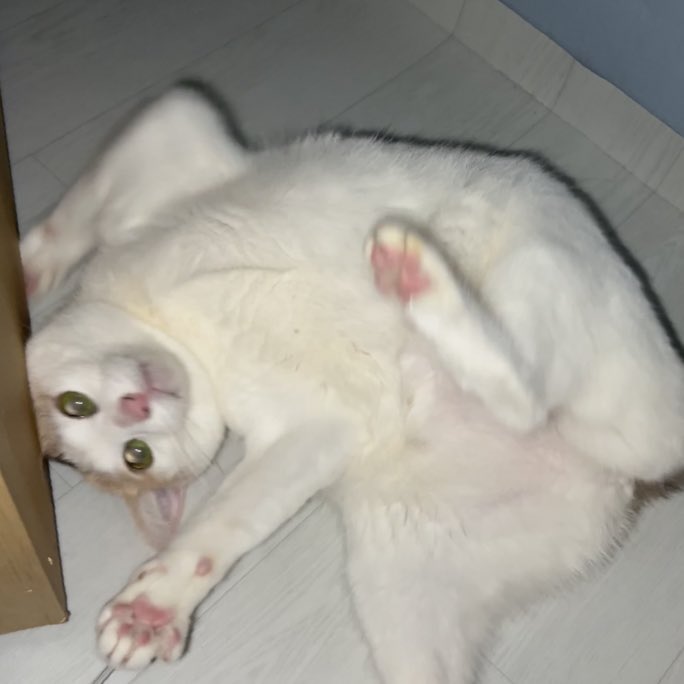 프리라떼주인 tweet media