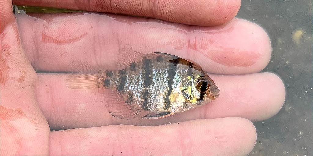 U.S. Fish and Wildlife Service tweet media