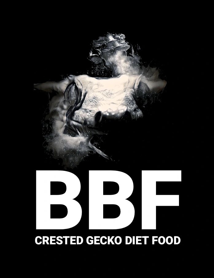 BB Gecko's@近畿レプタイルズマーケット【3/1】 tweet media