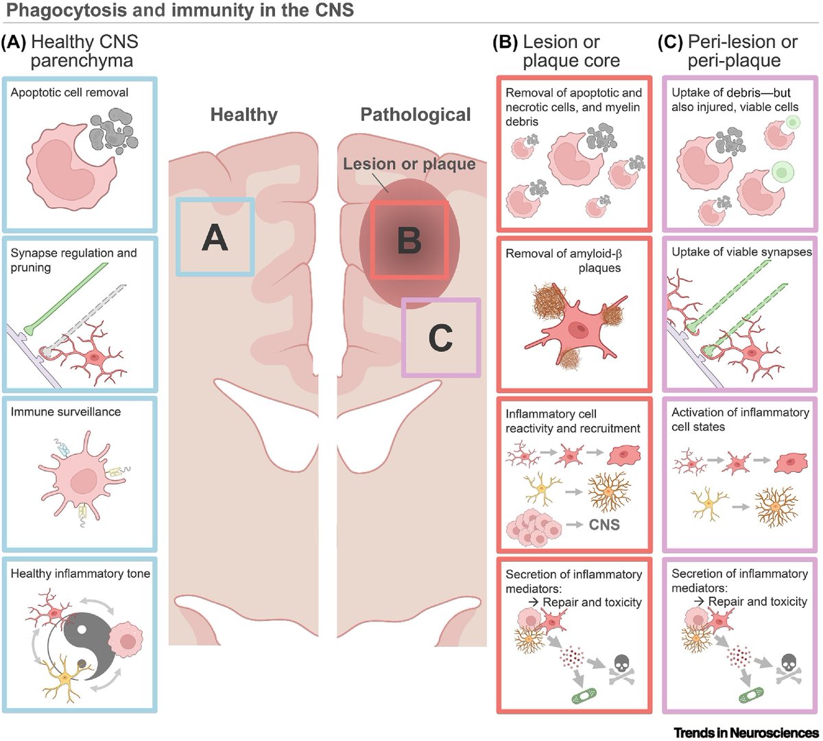 Ruslan Rust tweet media