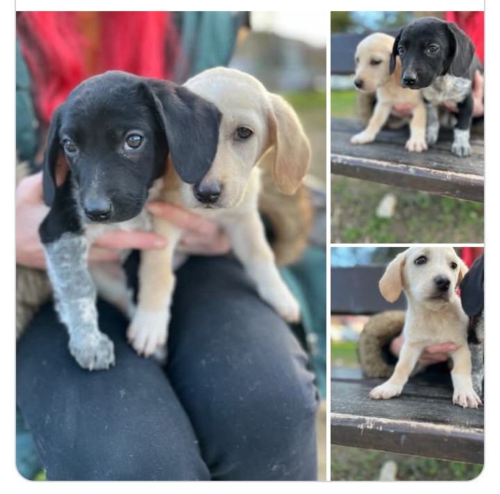 Ajde da probam o opet.
Udomljavaju  se devojčica i dečak
Nalaze se u Va
Rt!