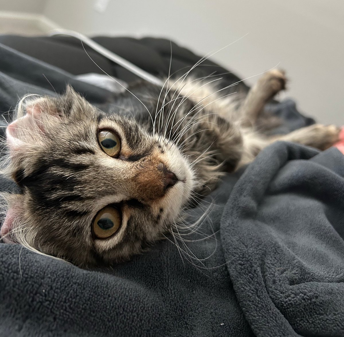 rev 😻 tweet media