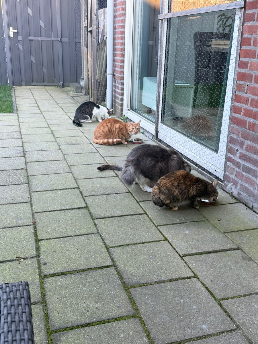 cluppo78's tweet image. Voedertijd🥰

Van links naar rechts: Bodhi, Cluppo, Jalou, Jade, Onyx en Amber

#Buiten #Lente #Straycats #CatsOnX #CatsOnX #Alleenmaarliefde #AdoptDontShop