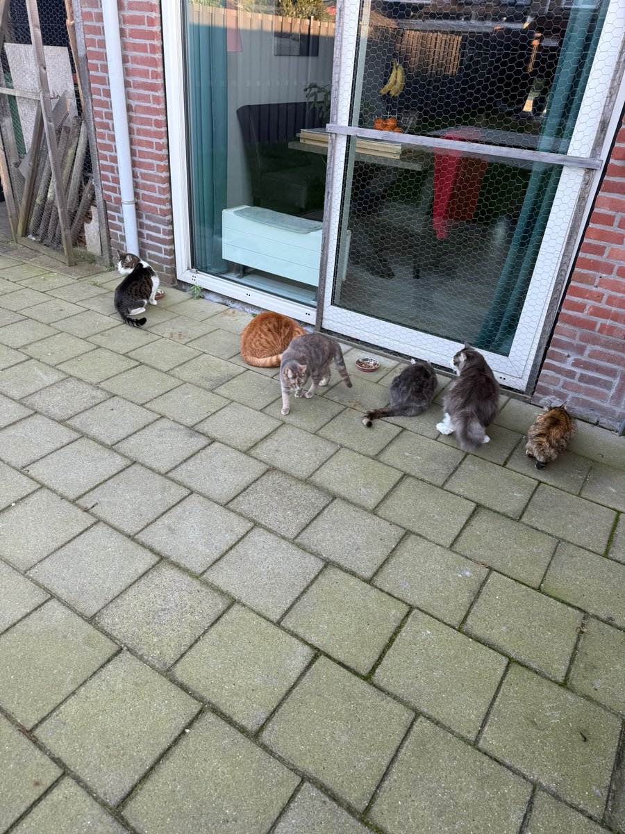 cluppo78's tweet image. Voedertijd🥰

Van links naar rechts: Bodhi, Cluppo, Jalou, Jade, Onyx en Amber

#Buiten #Lente #Straycats #CatsOnX #CatsOnX #Alleenmaarliefde #AdoptDontShop