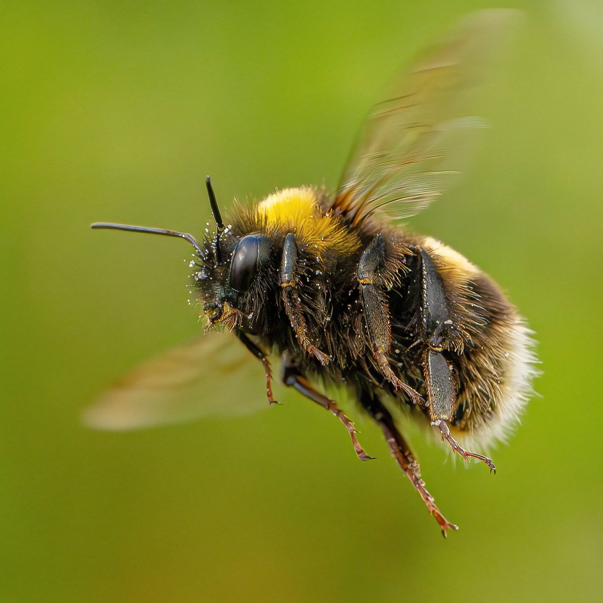 Bombus lucorum.
White tailed bumblebee 
Nikon Z8 and Z 105mm macro
SS1/3200 F10 ISO3200
