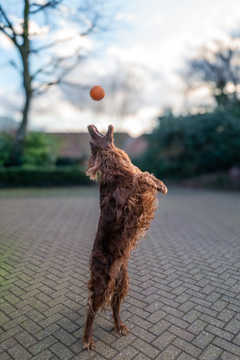 baronlordvader's tweet image. #IrishSetter
#MondayMotivaton