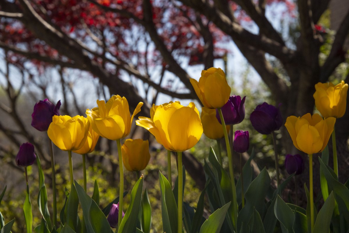 University of Southern Indiana tweet media