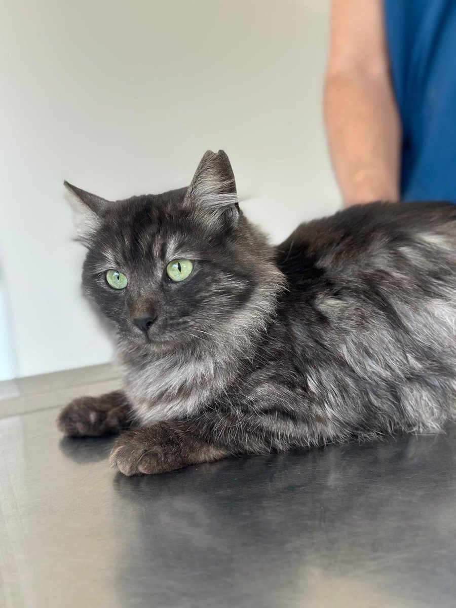 Pitperest tweet media