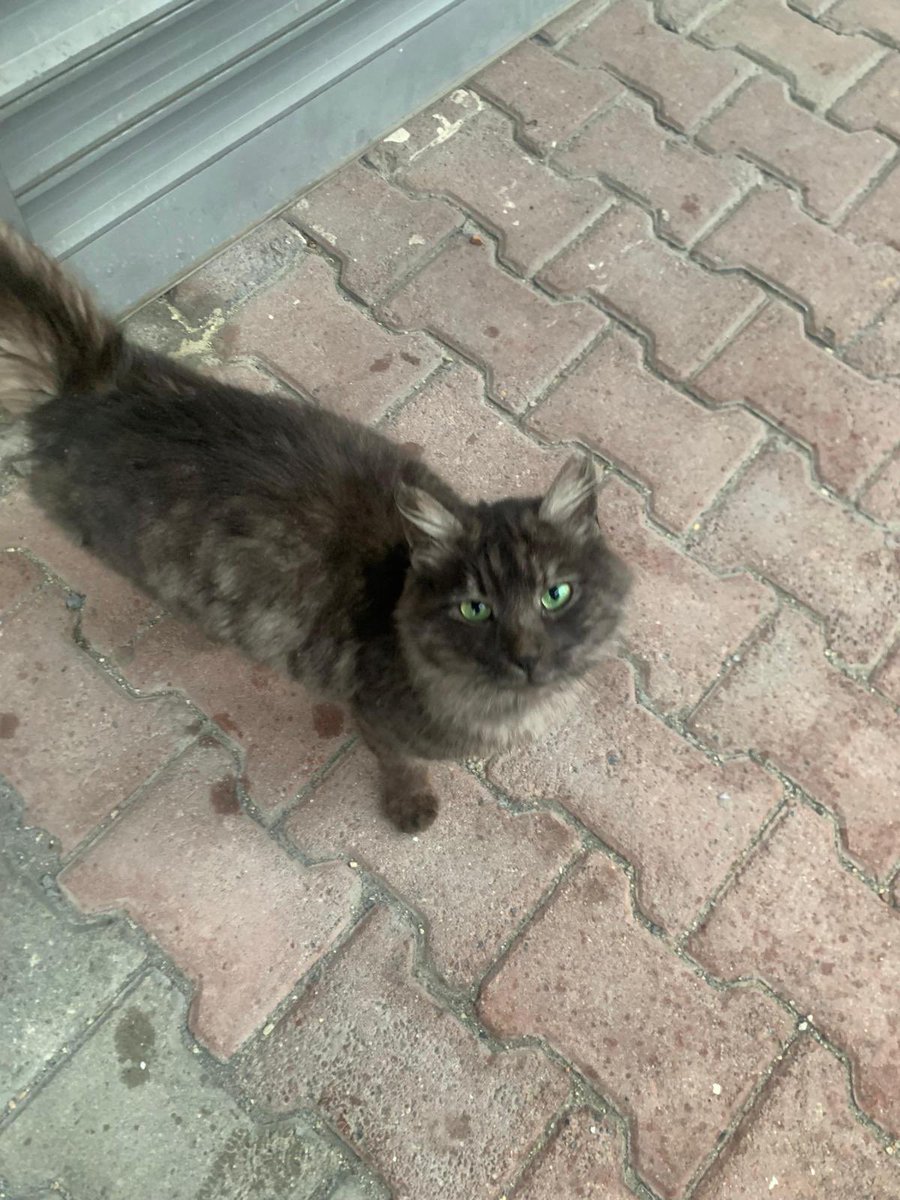 Pitperest tweet media