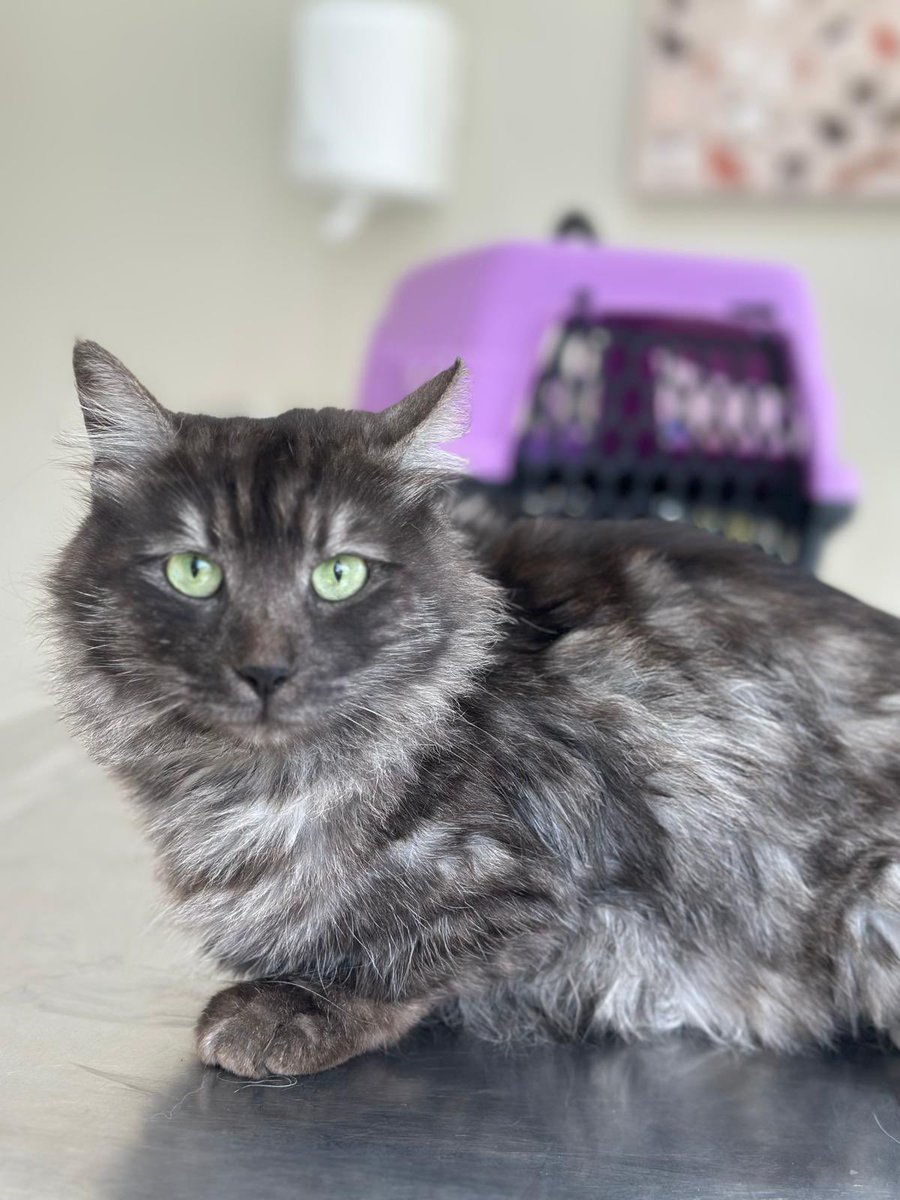 Pitperest tweet media