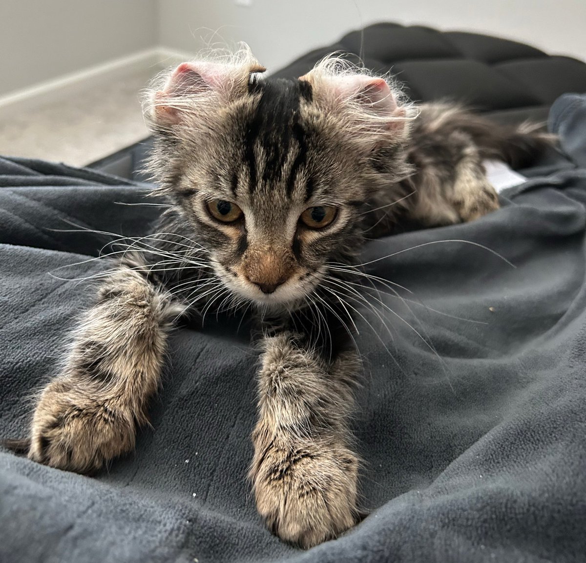 rev 😻 tweet media