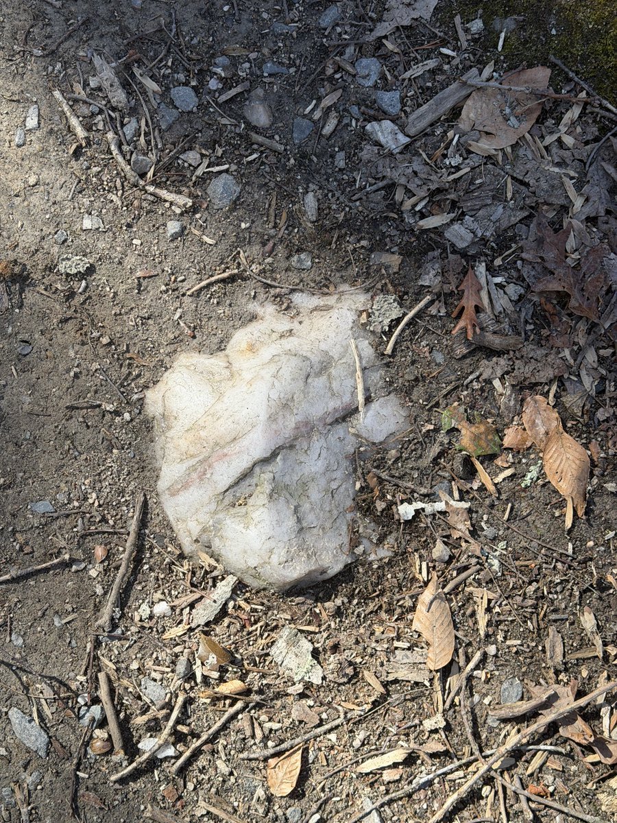 dirtyfern's tweet photo. “take a picture of that rock and send it to me” - Olivia when we’re on a walk https://t.co/PWvzxJKIB2