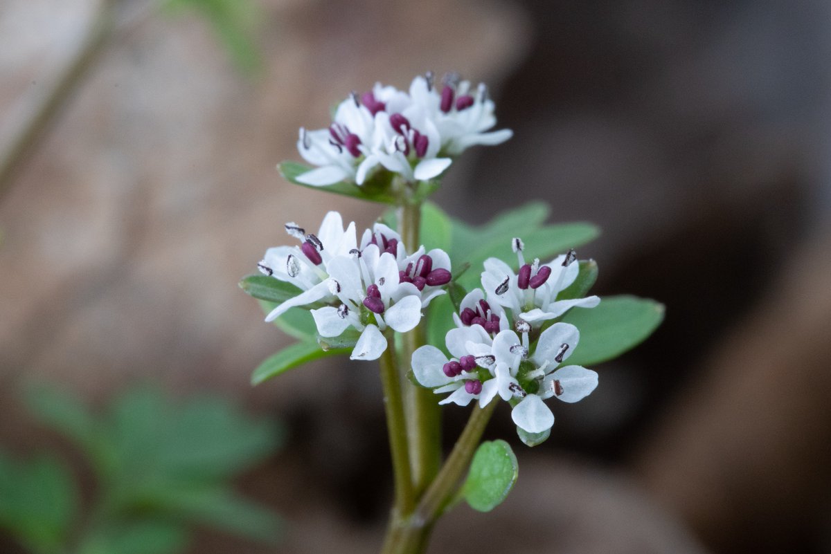 Spring is starting to sneak in, which means flowers are starting to wake up. One of our earliest flowers starts to peep out after maple syrup season: the salt and pepper plant, also (appropriately) known as harbinger of spring.

See other Dunes flowers:

indianadunes.com/outdoor-advent…