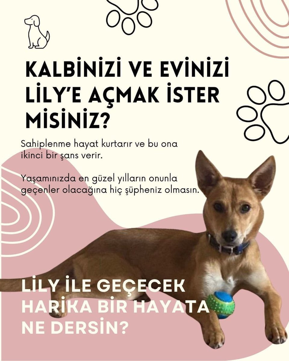 Lily 8 aylık, orta/küçük ırk, kısır, aşıları tam, tuvalet eğitimi olan bir kız.3 aydır bizimle geçici yuvasında.Bizdeki iki köpek ve bir kediyle gayet iyi anlaşıyor.Lily’e köpek bakımı konusunda tecrübeli ömürlük yuva arıyoruz.İletişim için <a href="/minkominkom/">Murat K.</a> ya da bana ulaşabilirsiniz