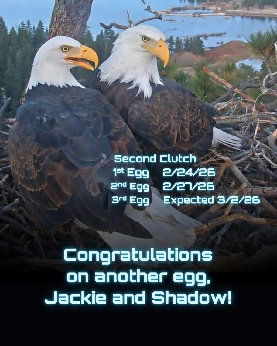 Rainmaker1973's tweet photo. After the heartbreak of a raven attack that destroyed their original nest earlier this season, Jackie and Shadow, the famous bald eagle duo from Big Bear Valley, California, is getting a hopeful second chance.

The pair, adored by thousands of online viewers via the Friends of Big Bear Valley Eagle Nest Cam, has now welcomed a second egg in their new clutch. This brings renewed excitement and optimism to fans following their high-up nest in San Bernardino County's forest canopy.

The first clutch—two eggs laid in late January—was lost when ravens raided the unattended nest. But because the loss occurred early enough, bald eagles like Jackie can often produce a replacement clutch. She laid the first egg of this new set on February 24 (or 25, per some reports), followed by the second on February 27 at around 5:55 p.m. local time.

Bald eagles usually space eggs about three days apart, with a typical full clutch ranging from one to three eggs. Each egg is approximately 3 inches (7.6 cm) long and weighs about 4 ounces (113 grams). Both parents share incubation duties, maintaining a steady warmth for roughly 35 days until hatching.

Last season (2025), Jackie and Shadow successfully raised two eaglets—Sunny and Gizmo—from a three-egg clutch, with the young birds fledging in early June.

Right now, Jackie is diligently brooding the two eggs, while Shadow keeps watchful guard close by. Fingers crossed for this resilient pair.