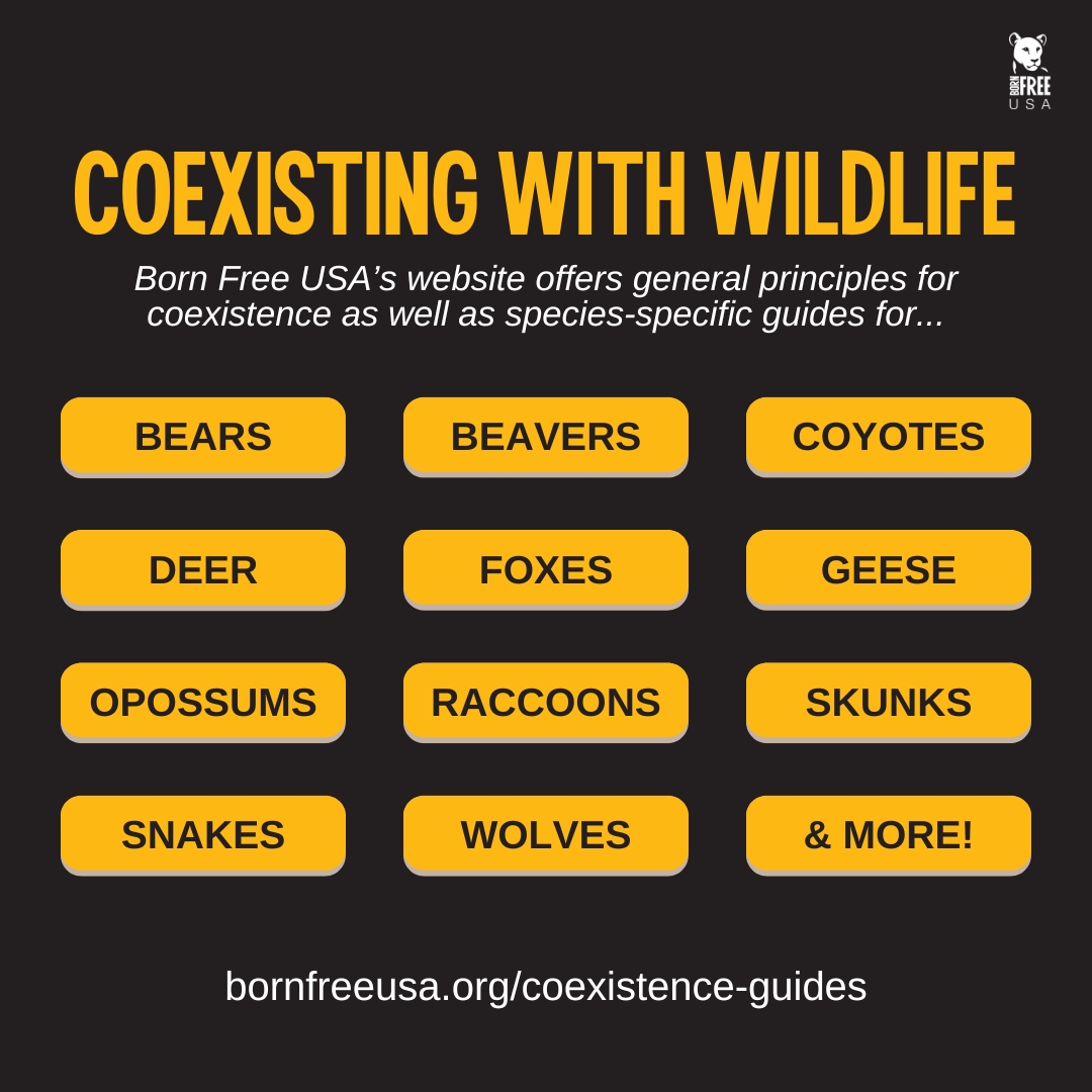 Born Free USA tweet media