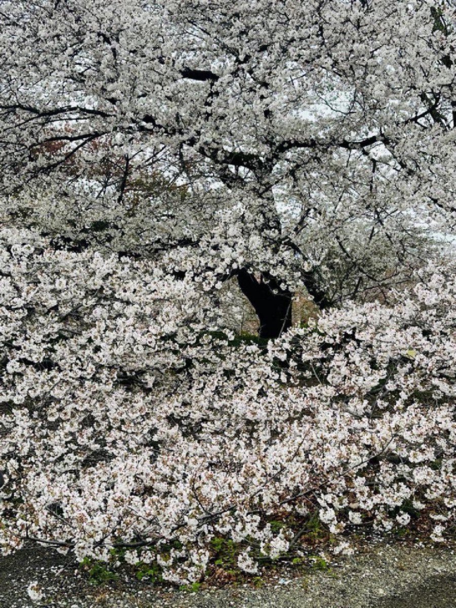 yaireinhorn's tweet photo. 100%! As someone who traveled recently to Japan I can definitely say that despite the language barrier I can’t even begin to describe how kind, disciplined and caring are the Japanese people and visiting Japan makes you wonder why the rest of the world doesn’t behave the same way. ❤️🇯🇵