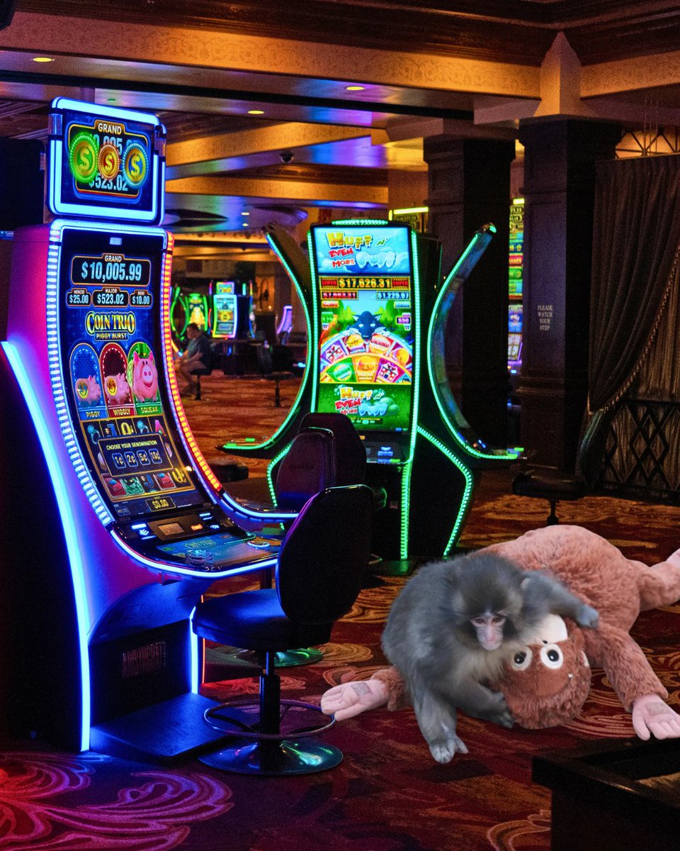 Ameristar SC tweet media