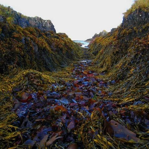 TheNatureFund's tweet image. From Hospital Waste to Sustainable Innovation: A Seaweed Alternative to Single-Use Plastic #SustainableInnovation #BiodegradableSolutions #EcoInnovation

naturalworldfund.org.uk/seaweed-biodeg…