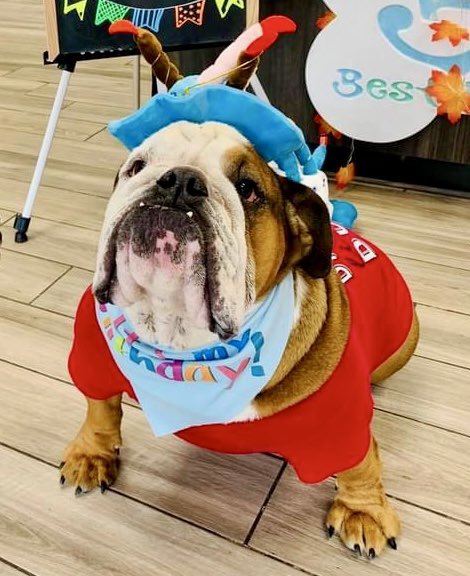 AKCHercules's tweet photo. @Lil_Fen @MrTruckBulldog Happy birthday ๐ ๐ ๐ โค๏ธ Mr. Truck. Even though is #ClosedMonday with @barney_bulldog, I think he would be okay with us extending Mr. Truck's birthday today. #HappyBirthday #MondayMotivaton https://t.co/d1fqxCMHad
