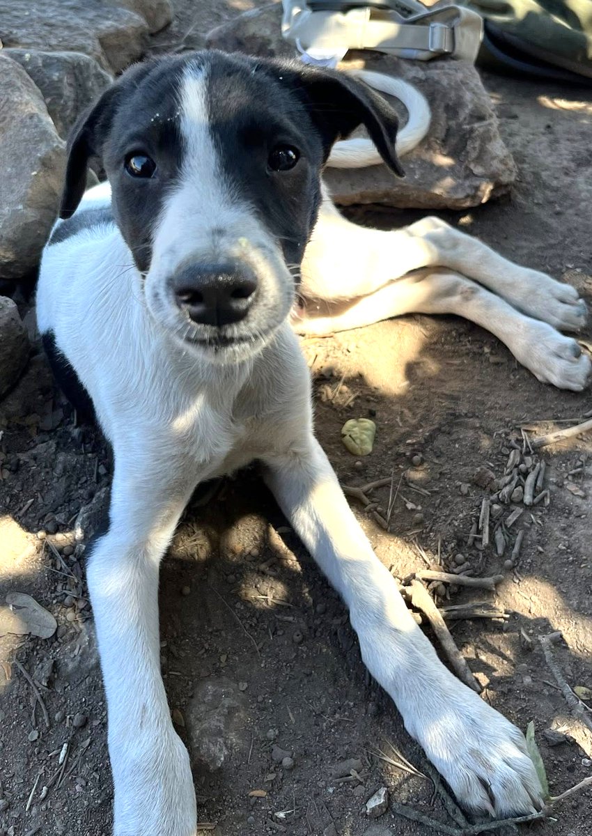"Me encontré a este perrito, de entre 2 a 3 meses, en un cerro. Está muy flaquito, no podía dejarlo botado, pero necesito, urgentemente, entregarlo en adopción porque mis perritas no son muy amistosas con él. Si deseas adoptarlo, comunícate al +56964160348." Favor RT!
#VinadelMar