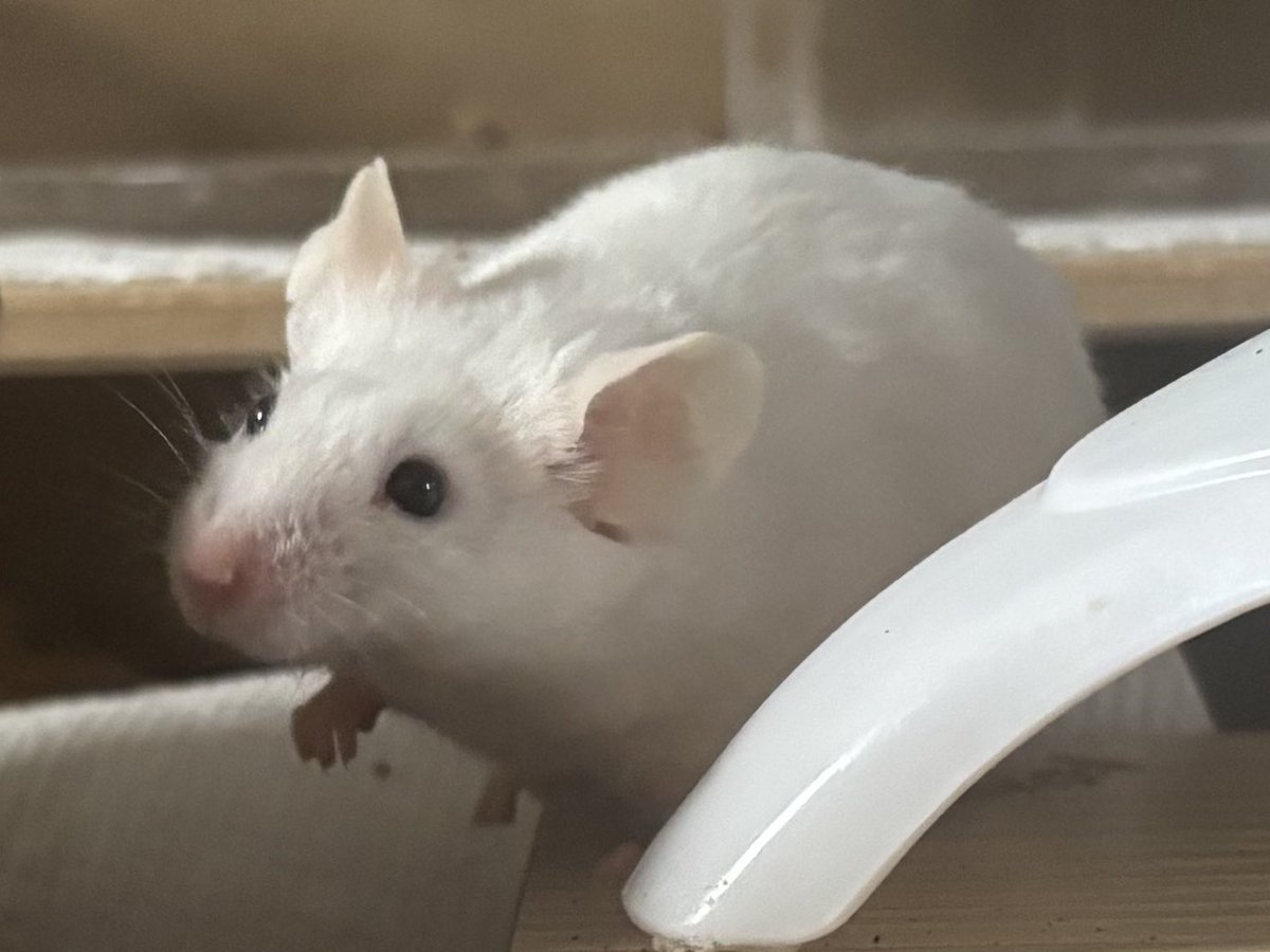 sarah (@brydiestan) on Twitter photo 