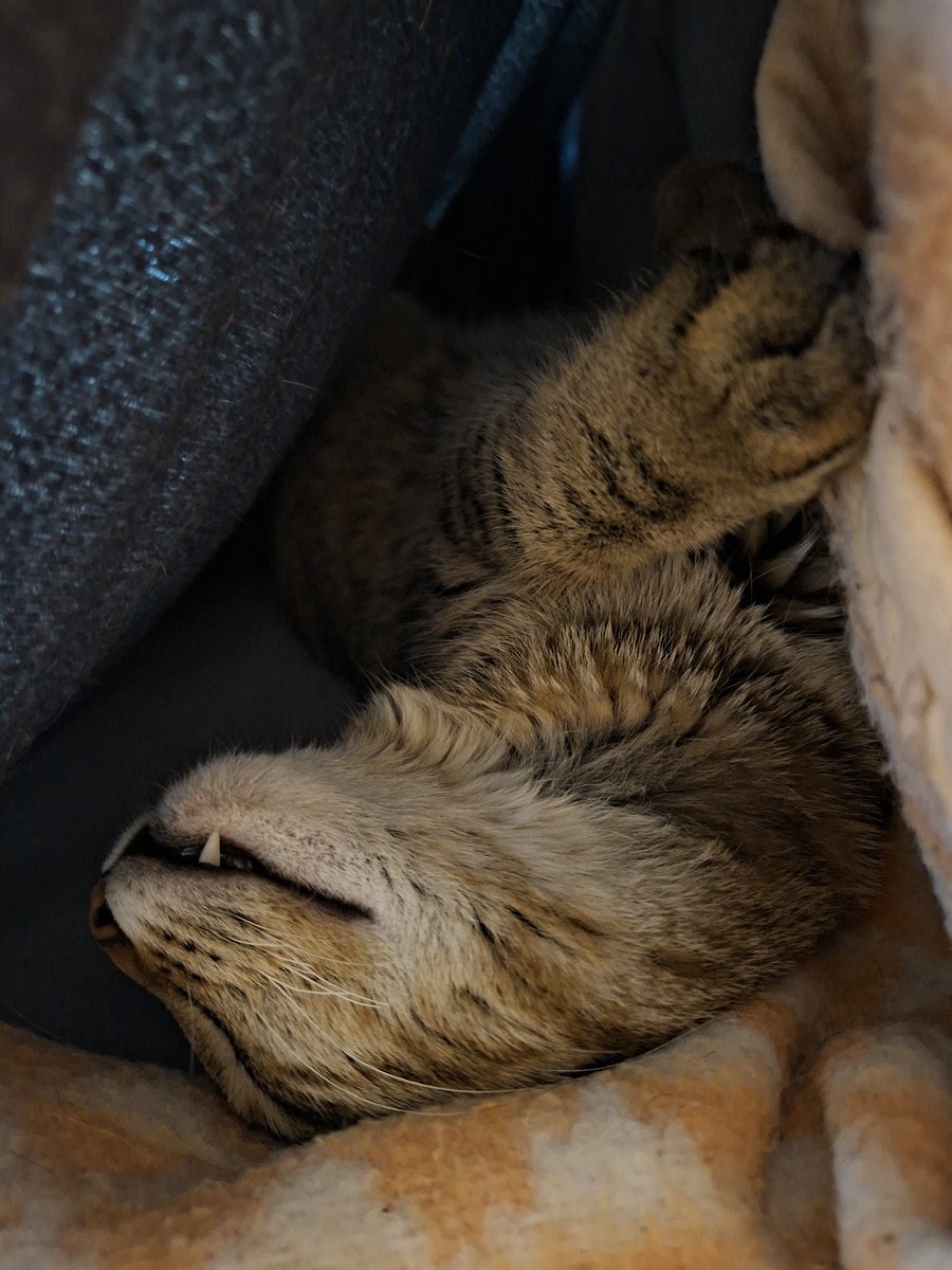 Pierre Siclier tweet media