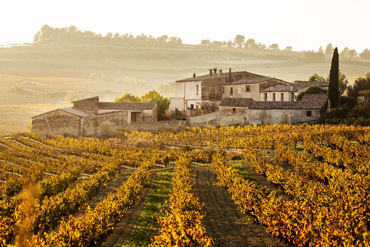 D.O. Cava tweet media