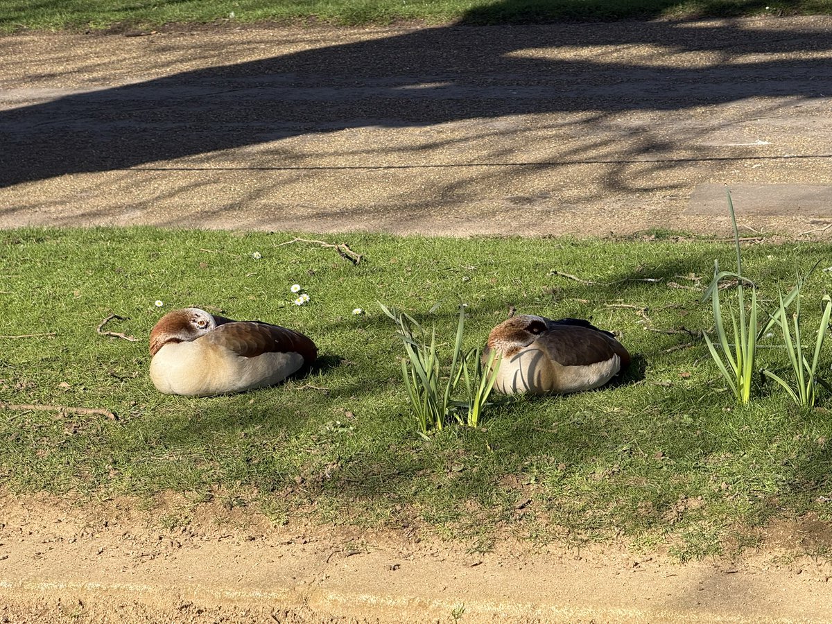All_The_Geese tweet media