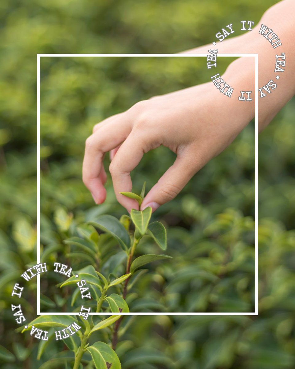 Tea Council tweet media