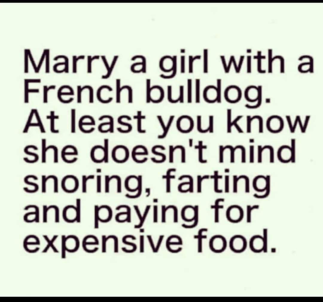 RayHotchin's tweet photo. #frenchbulldogs #bulldogs https://t.co/kR39oXiqlB