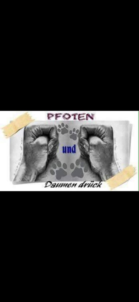 Simone Kalkbrenner 🍄🐕🍄🌺 tweet media