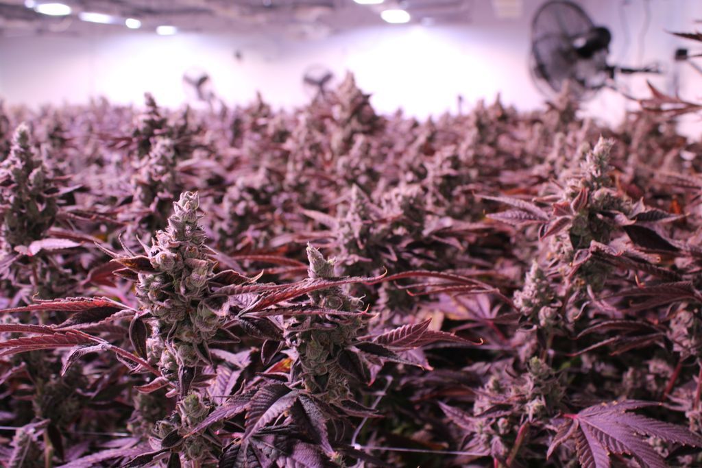 The Victoria Cannabis Company tweet media