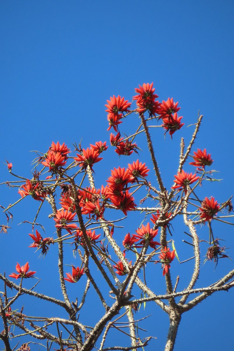 ความงามของผืนป่าคลองลานในฤดูร้อน☀️​ พาไปชมความงามของดอกไม้ป่าหลากสายพันธุ์ที่กำลังผลิบานต้อนรับฤดูกาลใหม่ ต้นไม้แต่ละต้นแข่งกันออกดอกสวยสะพรั่ง ใครสายถ่ายรูปห้ามพลาดเลยครับ📸
​📍 อุทยานแห่งชาติคลองลาน จ.กำแพงเพชร
​#สีสันแห่งป่าคลองลาน #กำแพงเพชร #อุทยานแห่งชาติคลองลาน