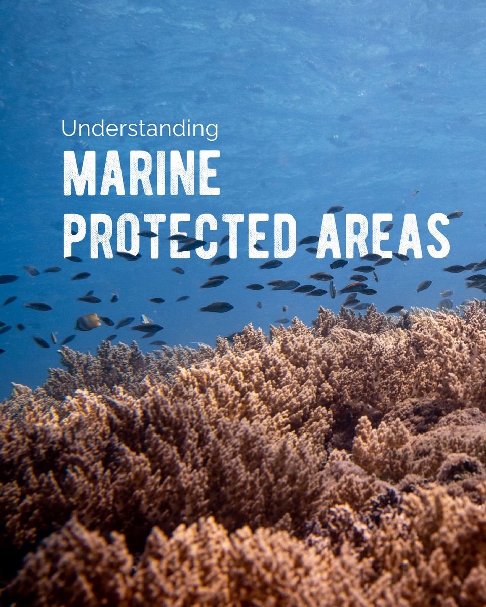 WorldOceansDay's tweet photo. Repost from @gilisharkconservation

Marine Protected Areas (MPAs) are “safe zones” established around the world to conserve and protect our ocean.

As marine biodiversity continues to decline, MPAs remain one of the most important tools to achieve the global 30x30 goal, to protect 30% of the ocean by 2030. However, the reality is that many MPAs are still not well enforced, and current ocean protection remains below what is needed.

This matters because marine biodiversity is deeply connected to our own lives. What happens in the ocean always comes back to us. Awareness is the first step toward protection, because when the ocean thrives, people thrive too.

📸: @tomcannonphotography