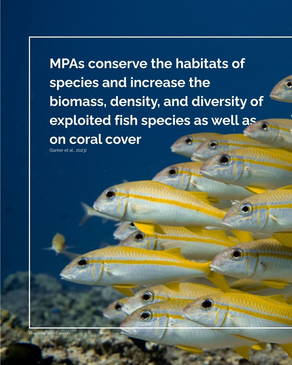 WorldOceansDay's tweet photo. Repost from @gilisharkconservation

Marine Protected Areas (MPAs) are “safe zones” established around the world to conserve and protect our ocean.

As marine biodiversity continues to decline, MPAs remain one of the most important tools to achieve the global 30x30 goal, to protect 30% of the ocean by 2030. However, the reality is that many MPAs are still not well enforced, and current ocean protection remains below what is needed.

This matters because marine biodiversity is deeply connected to our own lives. What happens in the ocean always comes back to us. Awareness is the first step toward protection, because when the ocean thrives, people thrive too.

📸: @tomcannonphotography