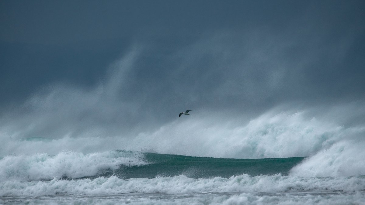WildSeascapes's tweet photo. A lone gull navigates through wild weather. https://t.co/5VOmQvBF4S