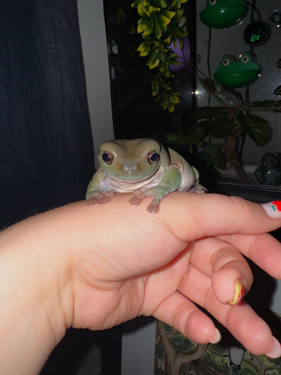 Frog lovers Club (@froglovers_club) / Posts / X