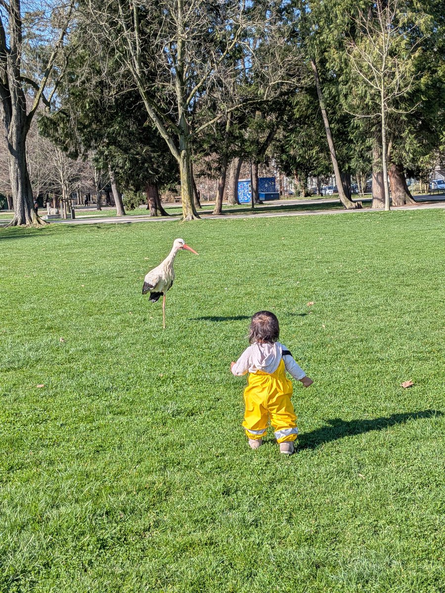 最近の我が子。不安定なものの、そこそこの距離歩けるようになってきたので、公園で練習にいそしんでおります。