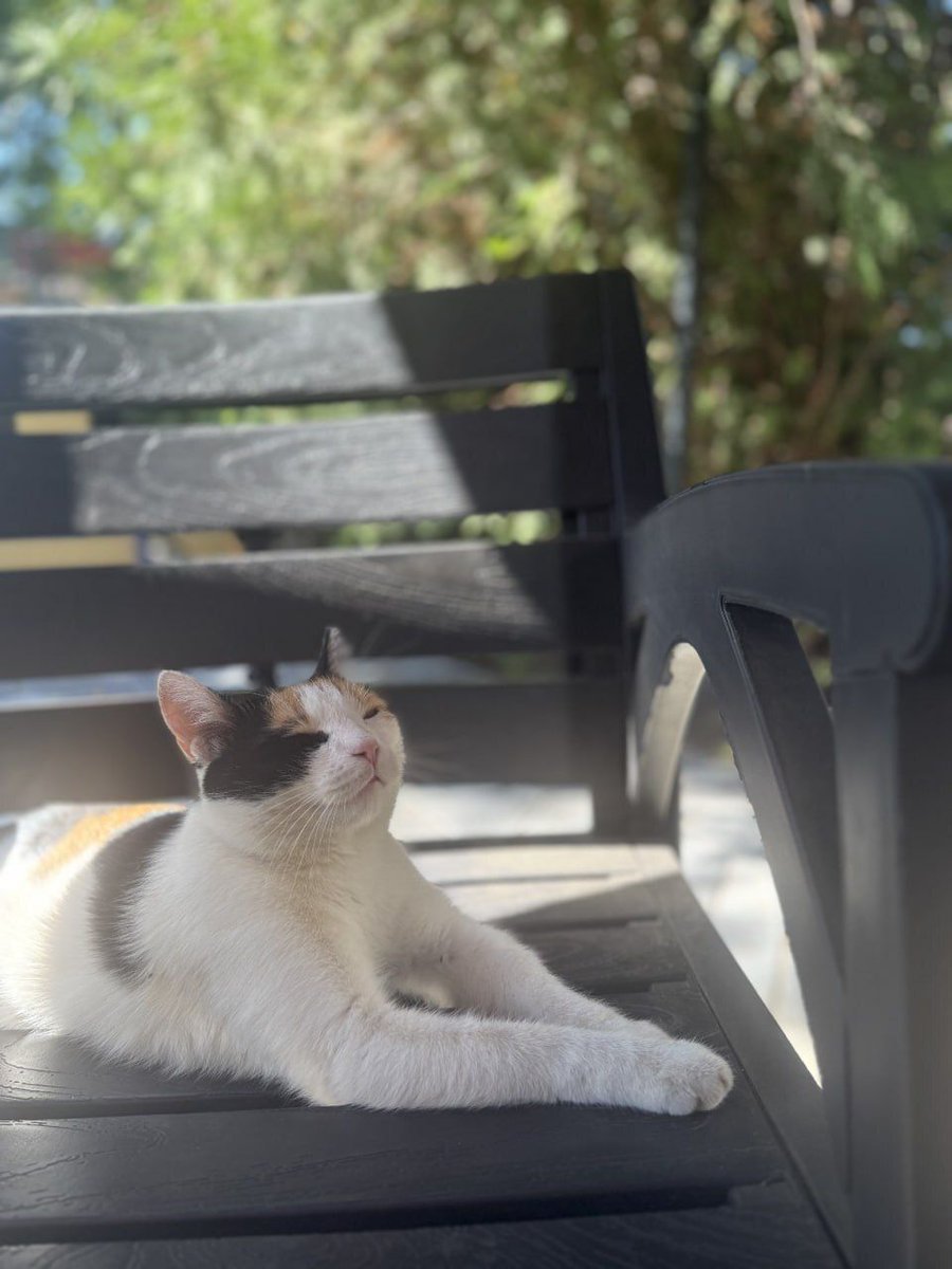 kaspy_io's tweet photo. This is what peak spring energy looks like! 😻

Wishing everyone a strong start to the season 💪
Let’s grow together this spring! 

$KASPY on $KAS https://t.co/HKEda2Z50s